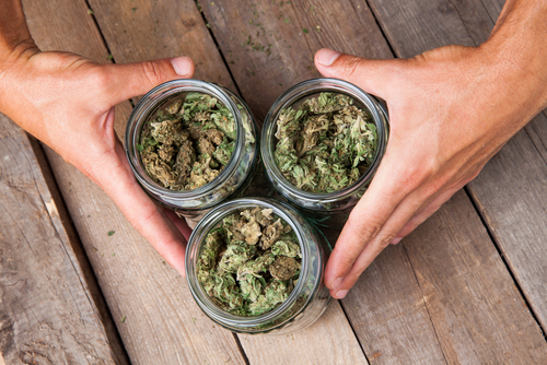 Learn the Difference Between Sativa, Indica, and Hybrid Strains