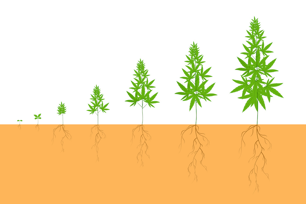 Growth Cycle of Cannabis